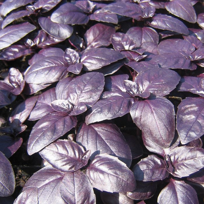 Crimson King Basil